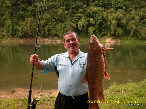 Ikan Kelah Bara Royal Belom